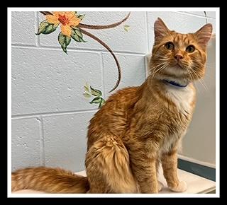 NEEDY BOY, Adoptable, Young Male Domestic Long Hair.
