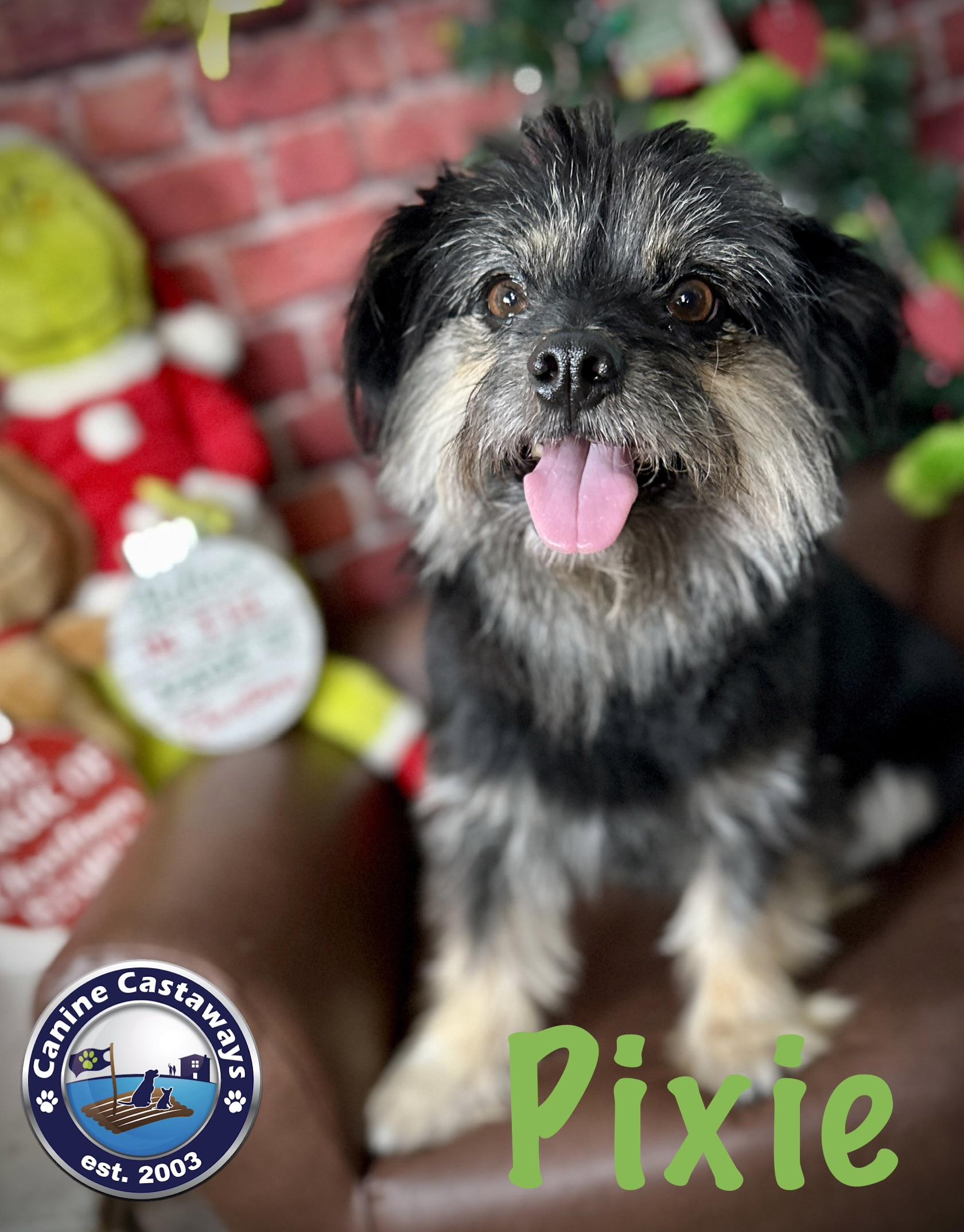 Pixie, ADOPTABLE, Young Female Yorkshire Terrier & Havanese.