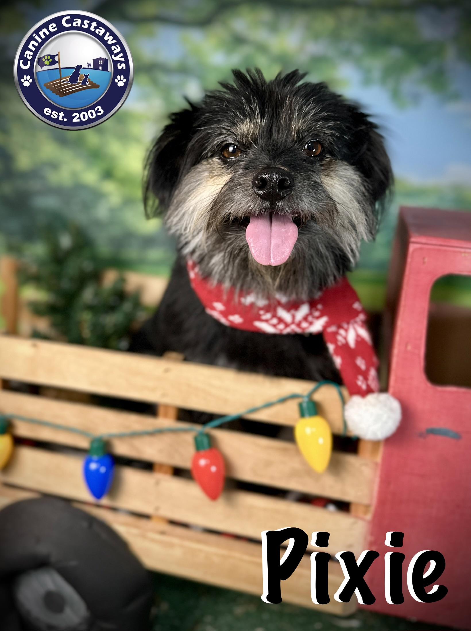 Enlarge Pixie, a ADOPTABLE mixed breed in Arcadia, FL image 2/5