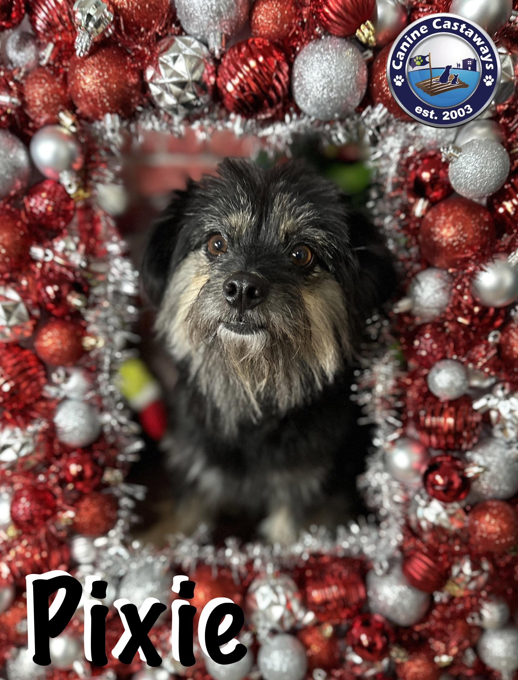 Enlarge Pixie, a ADOPTABLE mixed breed in Arcadia, FL image 3/5