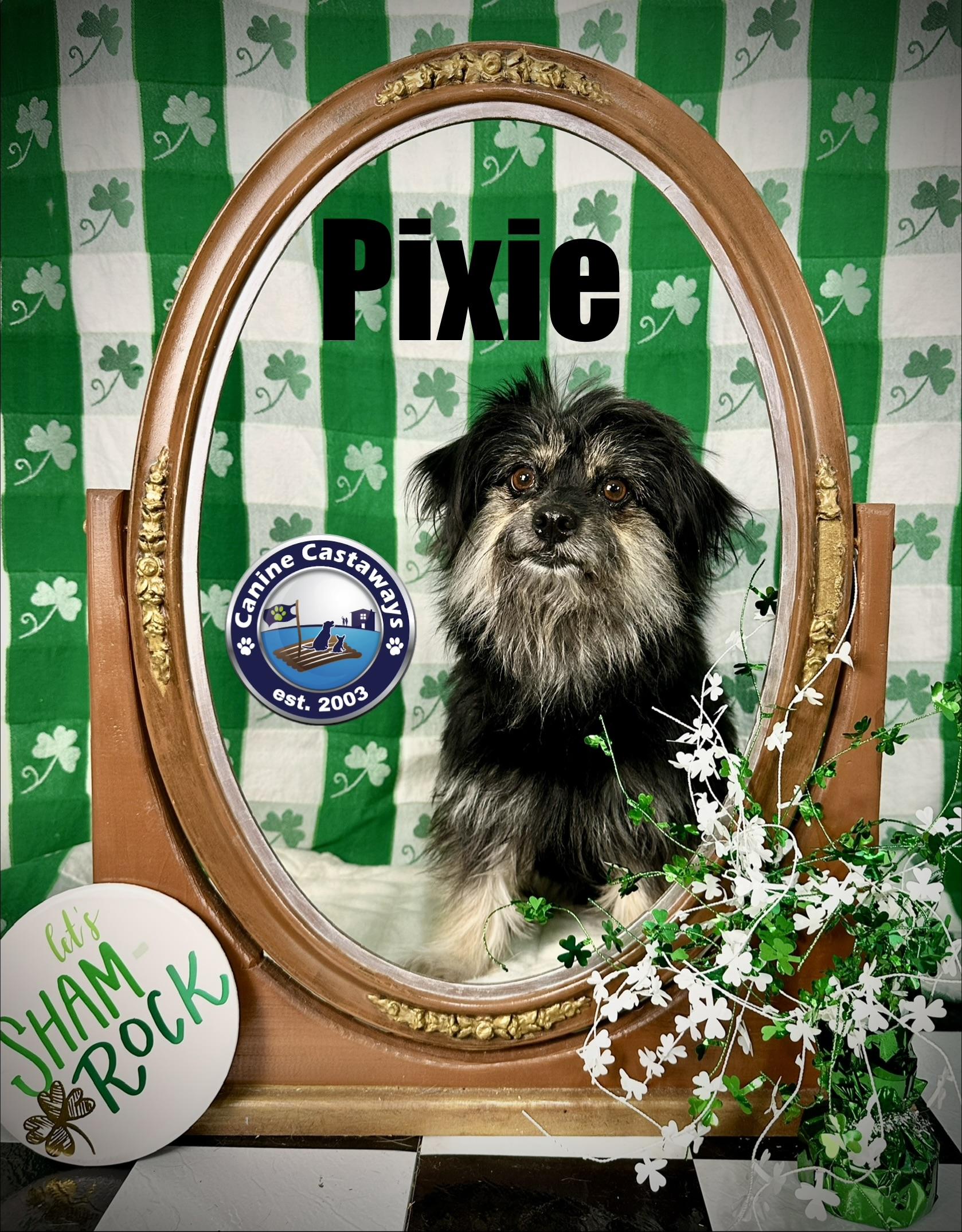 Enlarge Pixie, a ADOPTABLE mixed breed in Arcadia, FL image 3/5