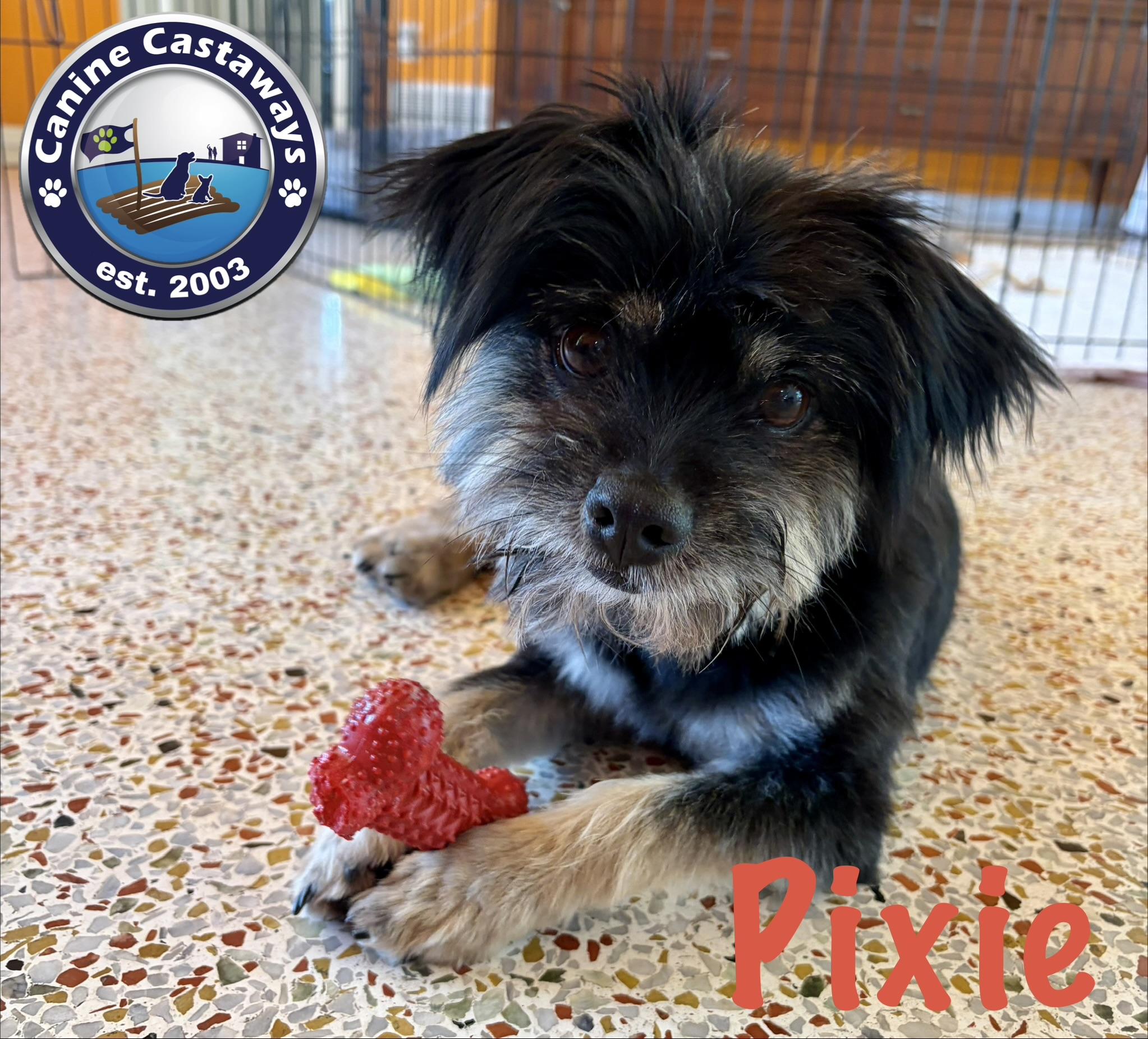 Pixie, ADOPTABLE, Young Female Yorkshire Terrier & Havanese.