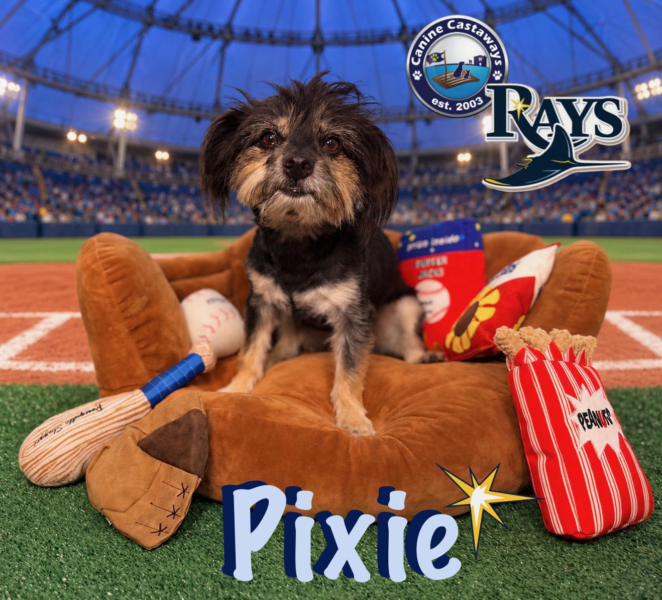 Pixie, Adoptable, Young Female Yorkshire Terrier & Havanese.