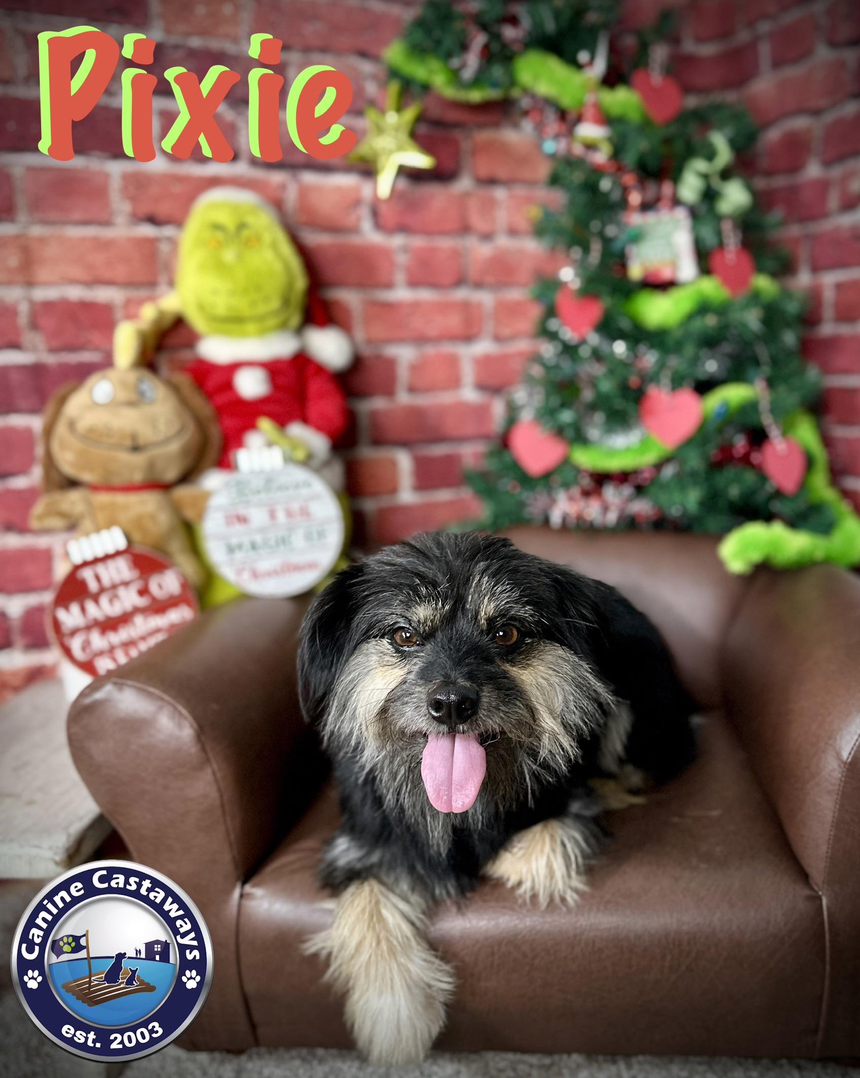 Enlarge Pixie, a ADOPTABLE mixed breed in Arcadia, FL image 4/5