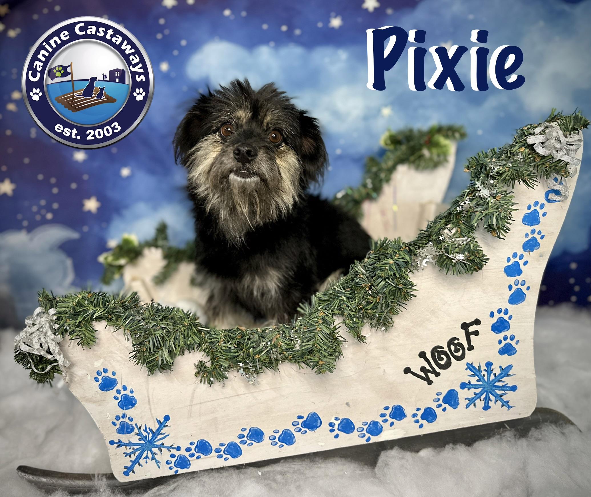 Enlarge Pixie, a ADOPTABLE mixed breed in Arcadia, FL image 5/5