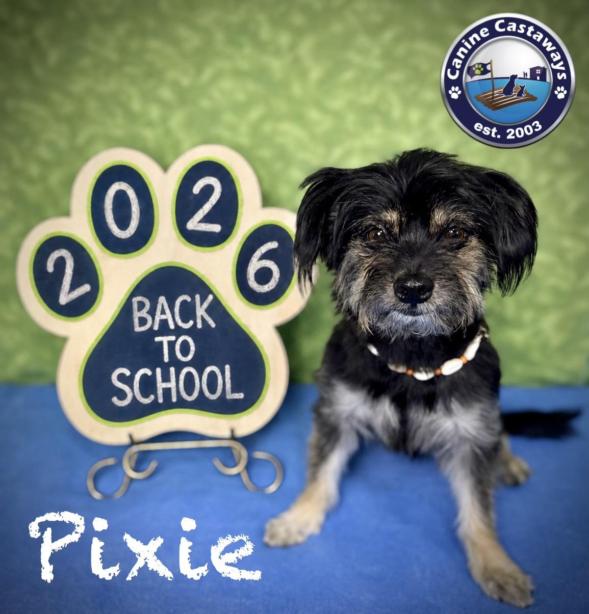 Enlarge Pixie, a ADOPTABLE mixed breed in Sarasota, FL image 3/6