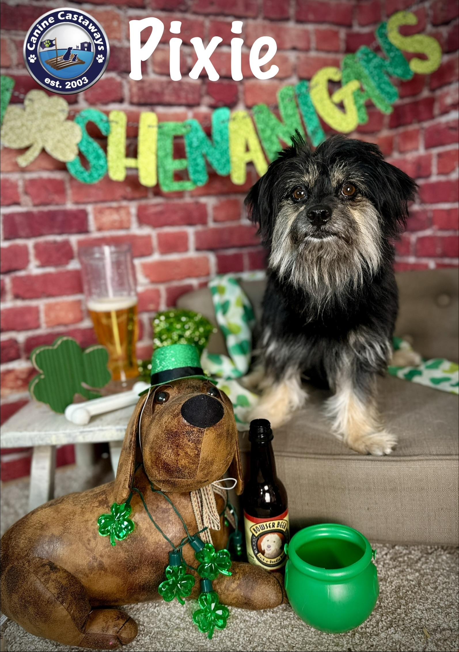 Enlarge Pixie, a ADOPTABLE mixed breed in Arcadia, FL image 2/5