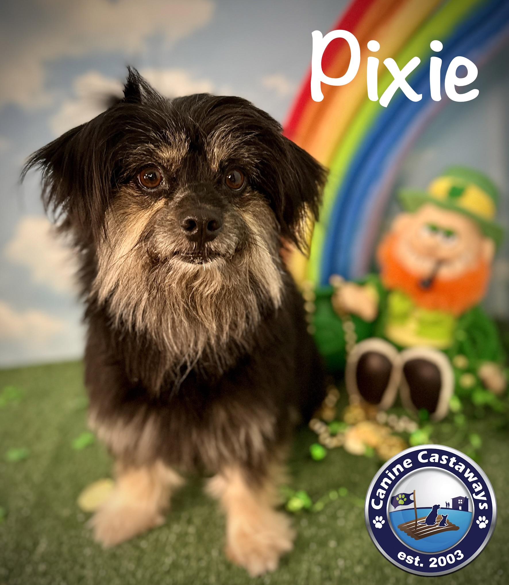 Pixie, ADOPTABLE, Young Female Yorkshire Terrier & Havanese.
