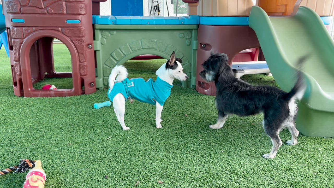 Enlarge Pixie, a ADOPTABLE mixed breed in Sarasota, FL video 6/6