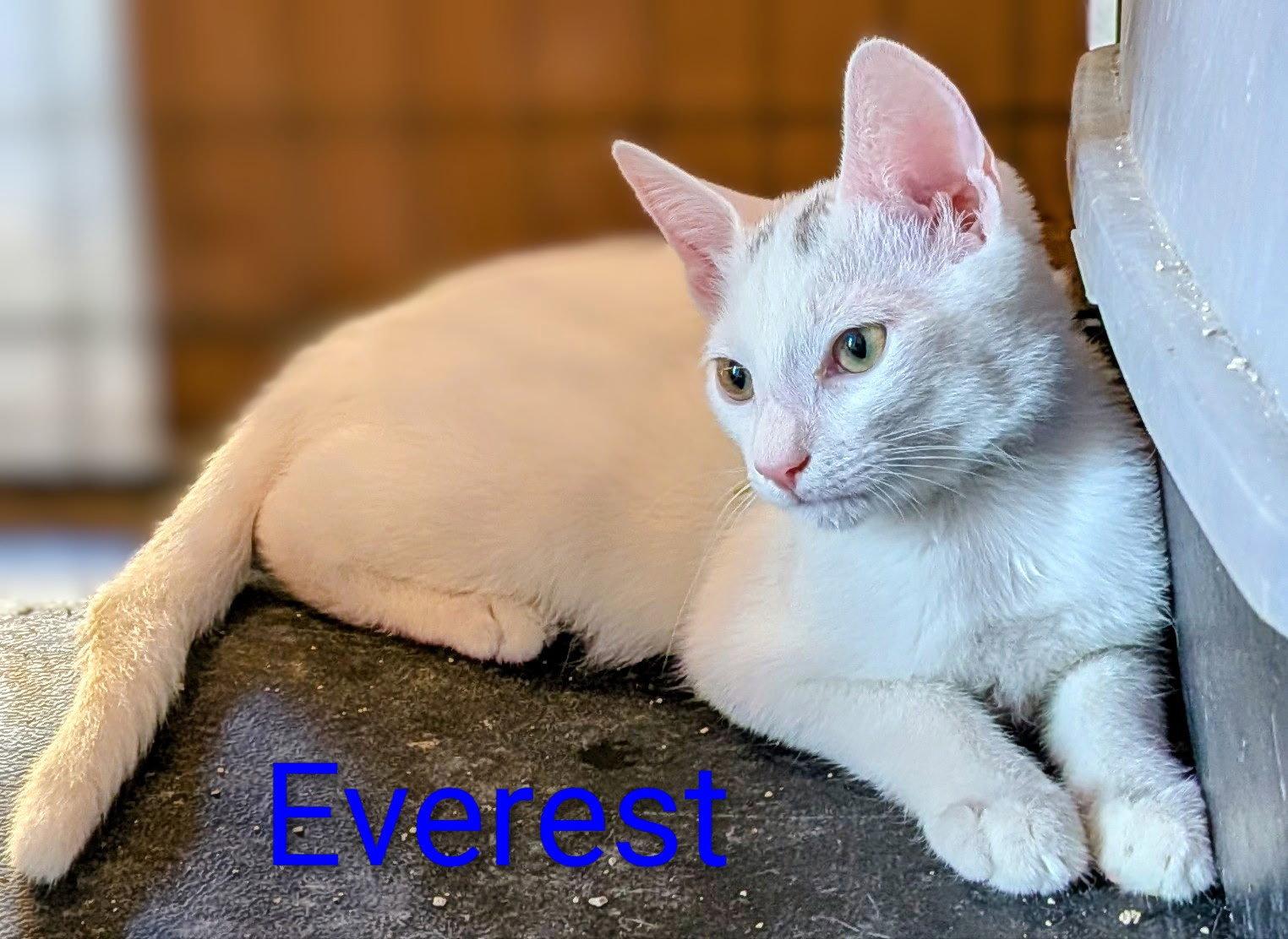 Everest, Adoptable, Young Male Domestic Medium Hair.