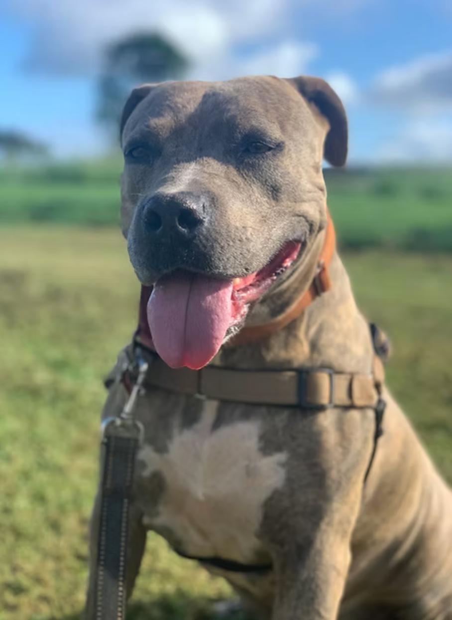 Hina, Adoptable, Senior Female Pit Bull Terrier.