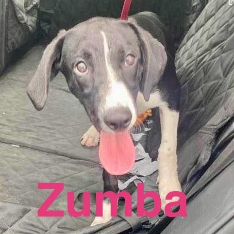 Zumba, Young Female English Pointer