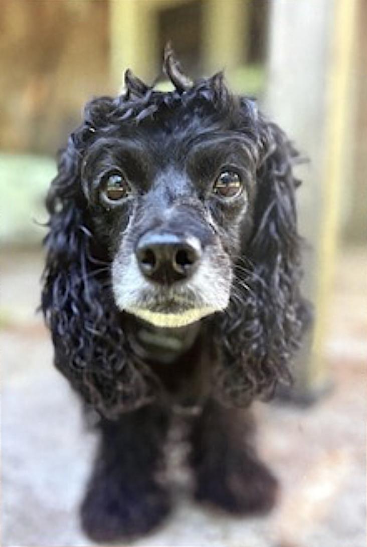 Harley and Marvel, an adoptable Cockapoo, Miniature Schnauzer in Amherst, MA, 01002 | Photo Image 5