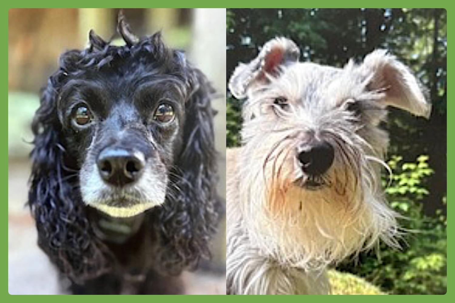 Harley and Marvel, an adoptable Cockapoo, Miniature Schnauzer in Amherst, MA, 01002 | Photo Image 1