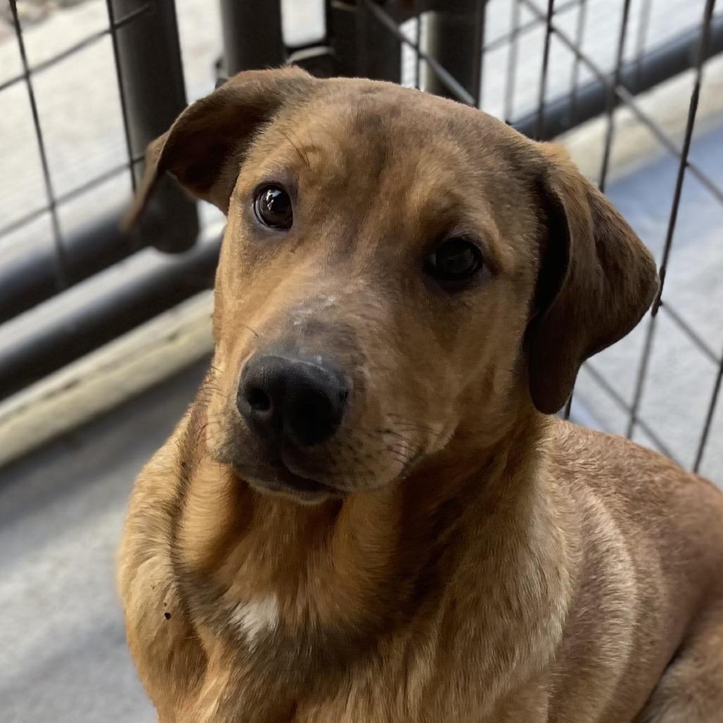 Enlarge Gandalf, a Adoptable Mixed Breed in Blairsville, GA image 1/1