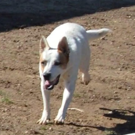 Enlarge Zing, a Adoptable mixed breed in Athens, AL image 2/6