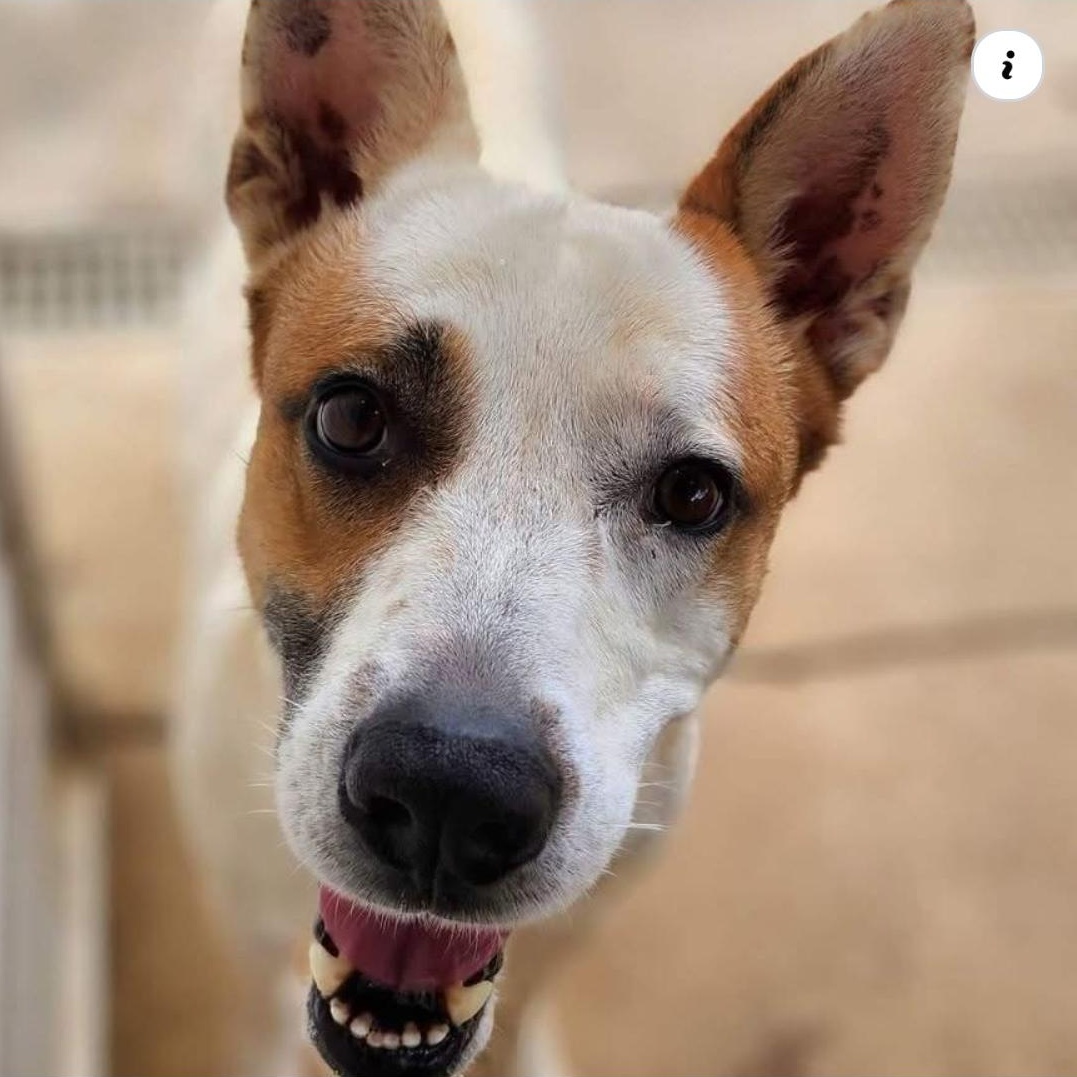 Enlarge Zing, a Adoptable mixed breed in Athens, AL image 3/6