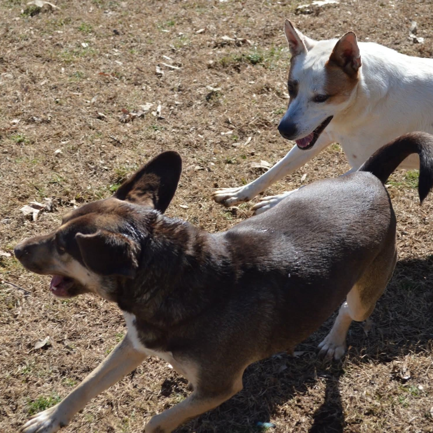 Enlarge Zing, a Adoptable mixed breed in Athens, AL image 4/6