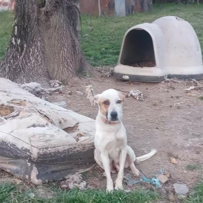 Enlarge Zing, a Adoptable mixed breed in Athens, AL image 6/6