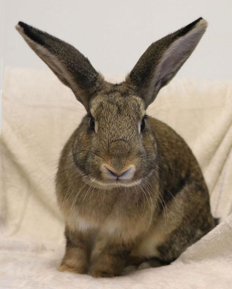 Yosemite, a Adoptable mixed breed in Lakeville, MN image 1/3