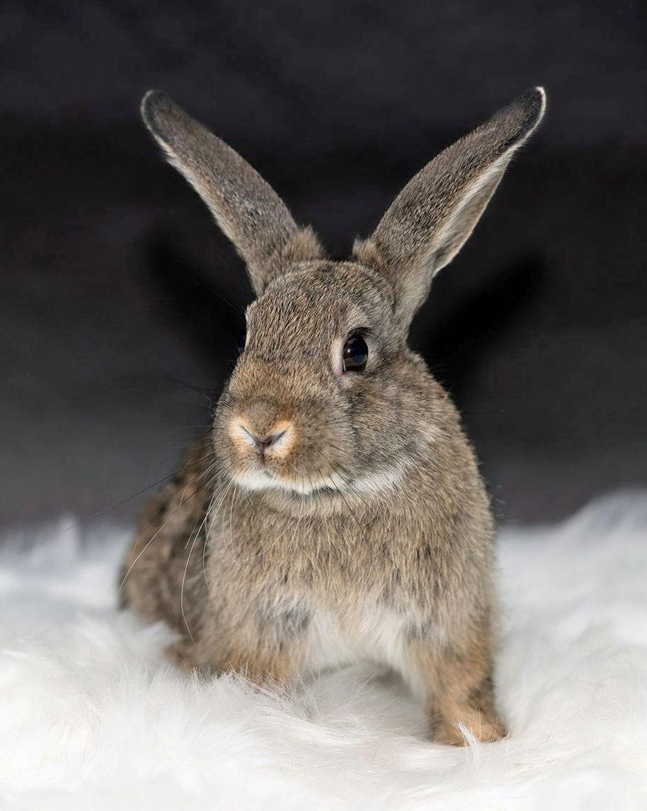 Yosemite, a Adoptable mixed breed in Lakeville, MN image 2/3