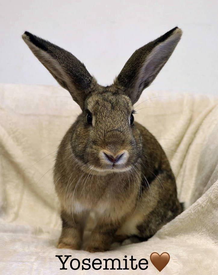 Yosemite, a Adoptable mixed breed in Lakeville, MN image 3/3