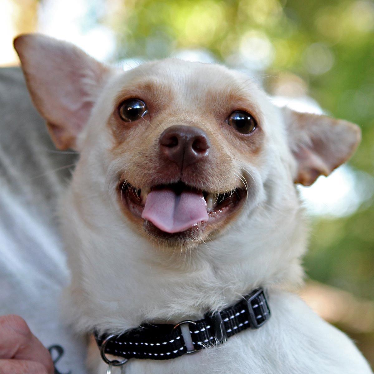 Enlarge Sheamus, a Adoptable Chihuahua in Rosenberg, TX image 1/3