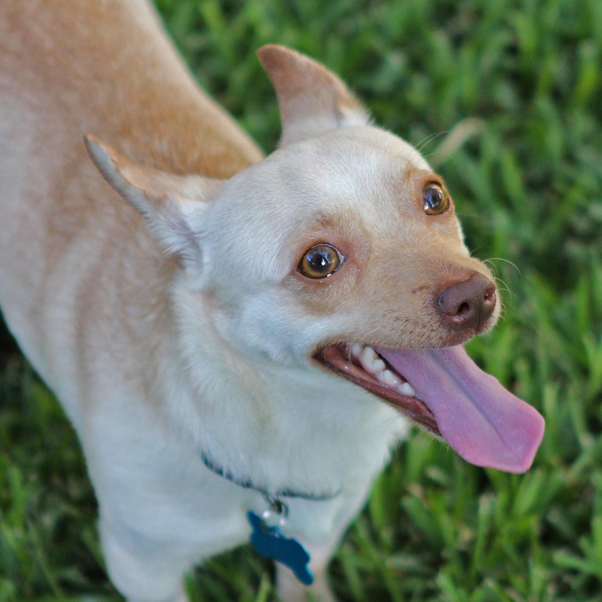 Enlarge Sheamus, a Adoptable Chihuahua in Rosenberg, TX image 2/3