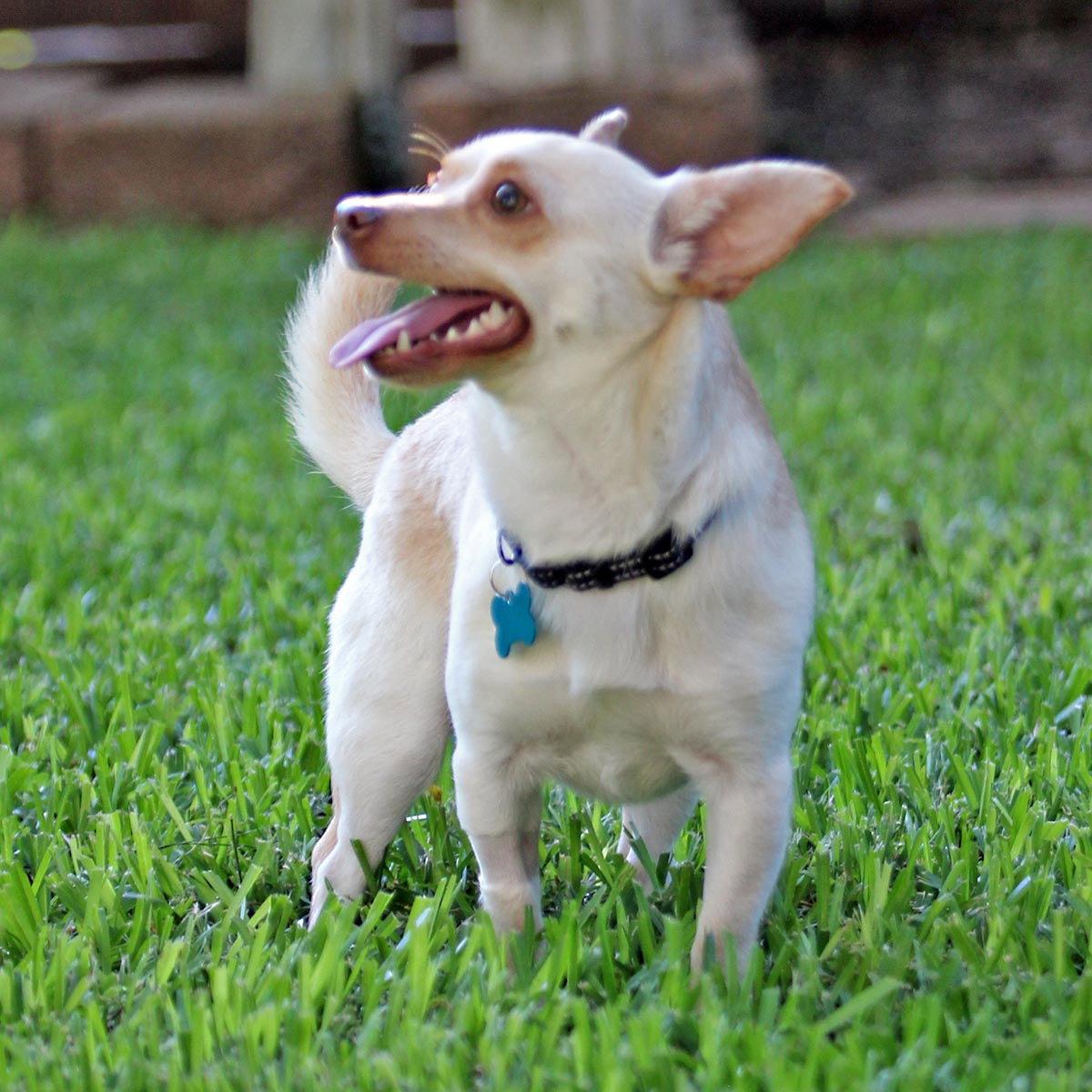 Enlarge Sheamus, a Adoptable Chihuahua in Rosenberg, TX image 3/3