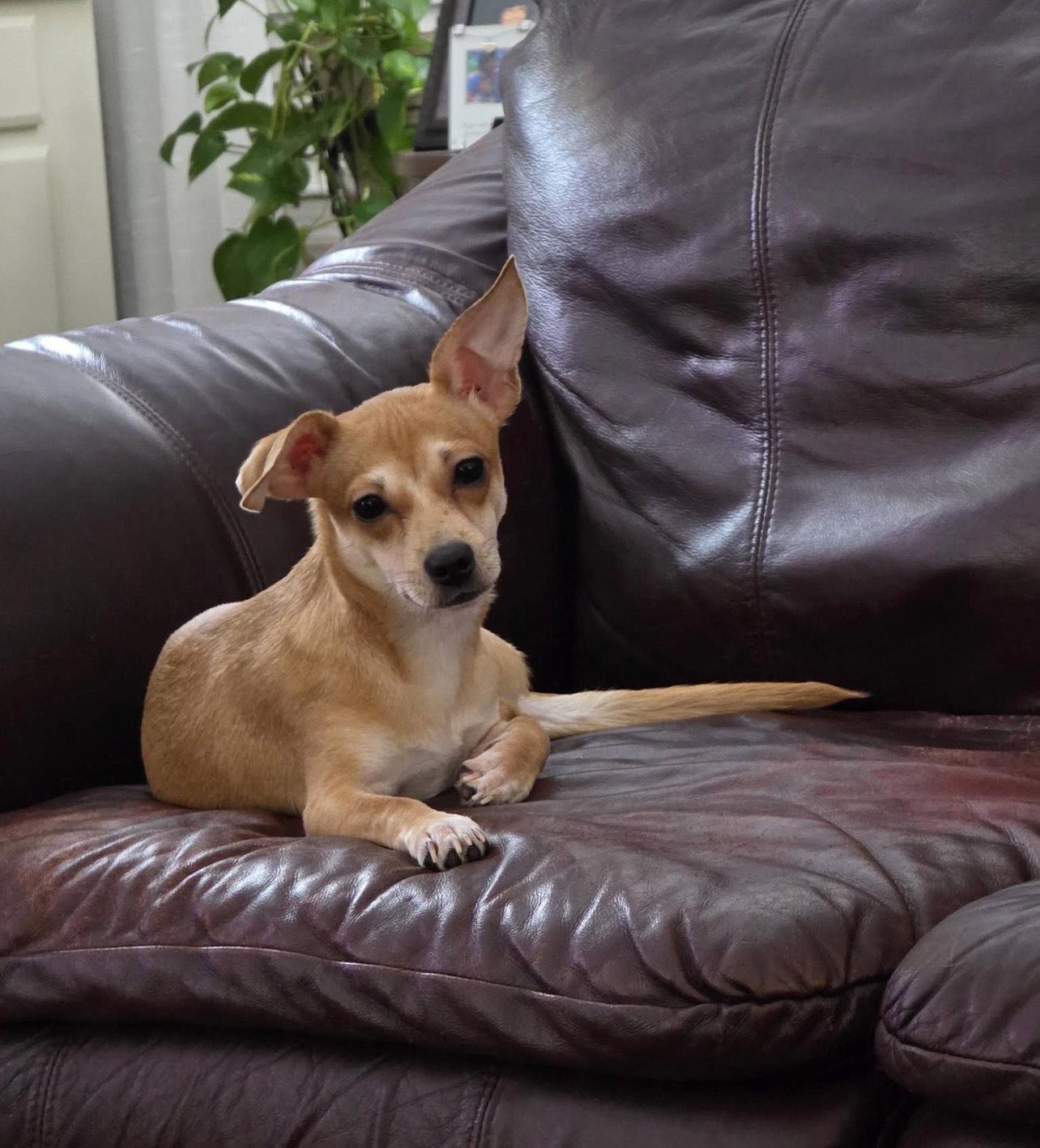 Benjamin, a Adoptable Chiweenie in Pensacola, FL image 4/4