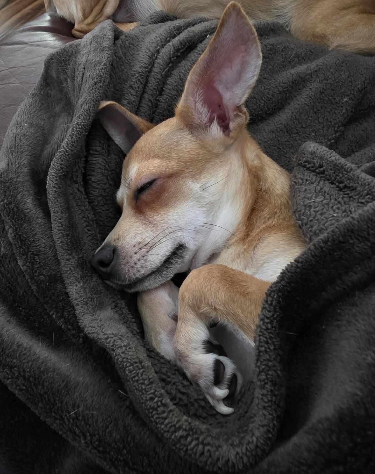 Benjamin, a Adoptable Chiweenie in Pensacola, FL image 3/4