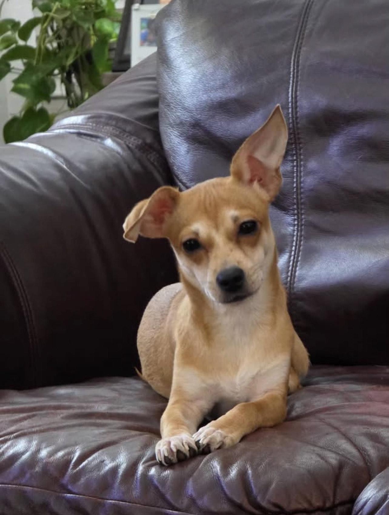 Benjamin, Adoptable, Young Male Chiweenie.