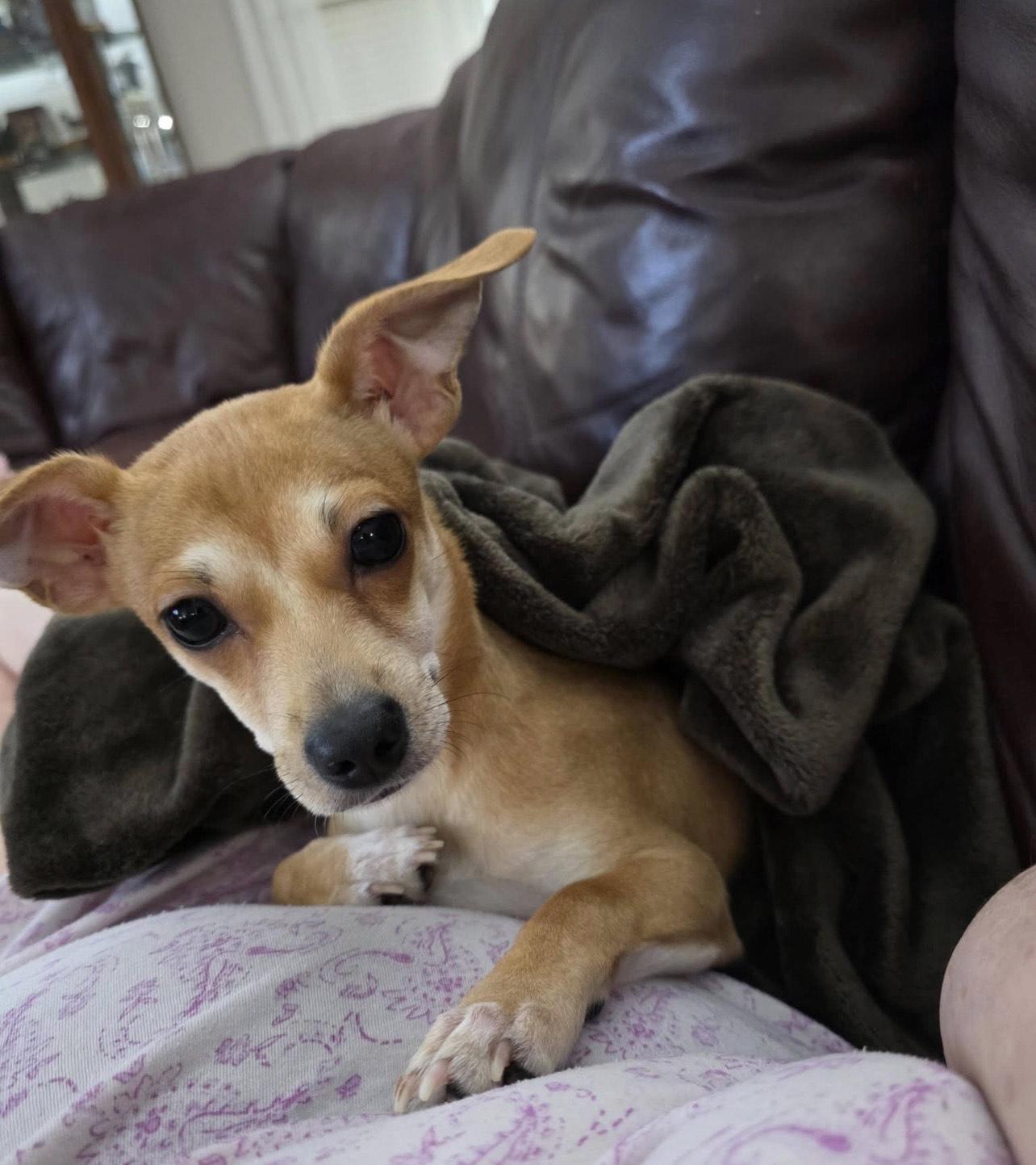 Benjamin, a Adoptable Chiweenie in Pensacola, FL image 2/4