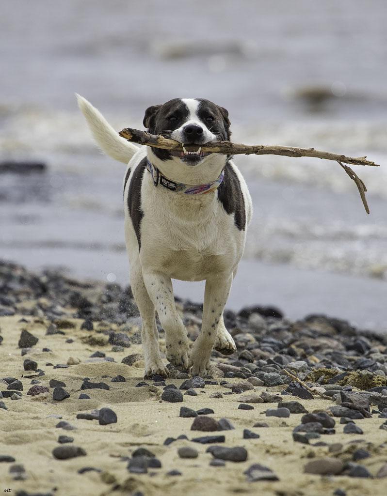 Cookie, a Adoptable mixed breed in Washoe Valley, NV image 1/5