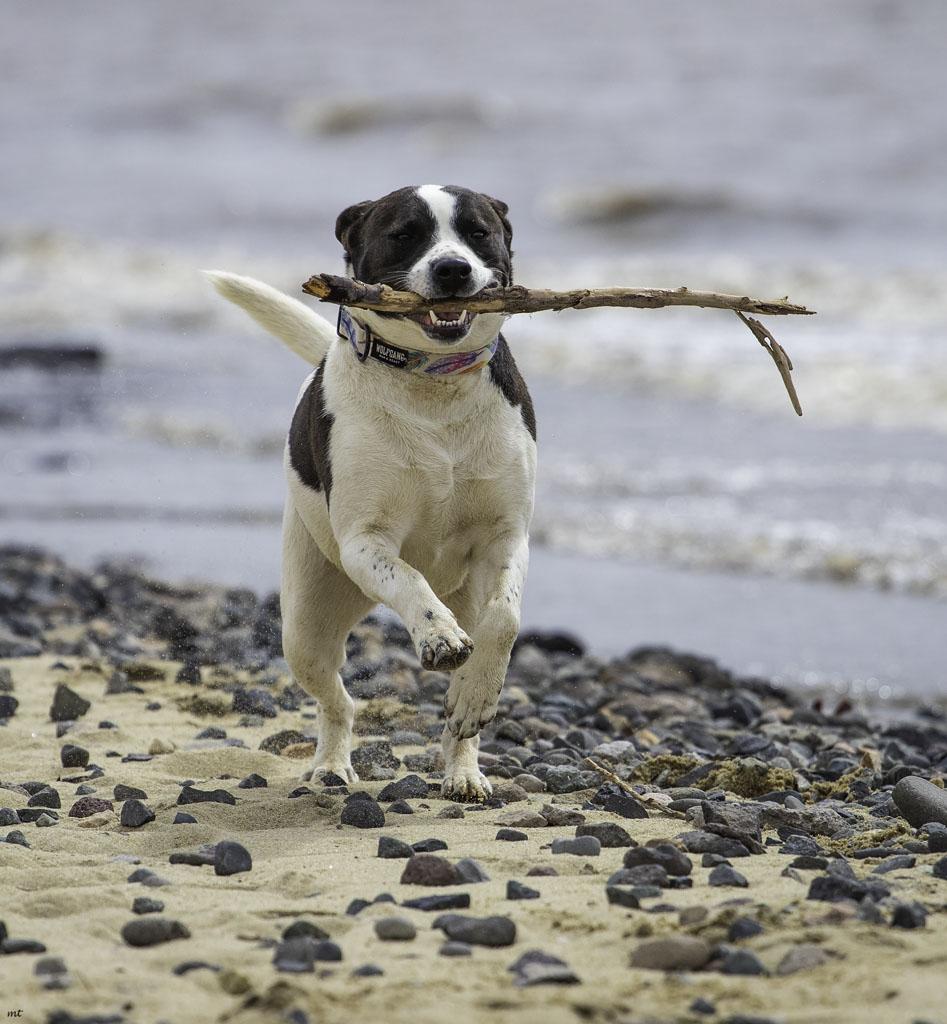 Cookie, a Adoptable mixed breed in Washoe Valley, NV image 4/5