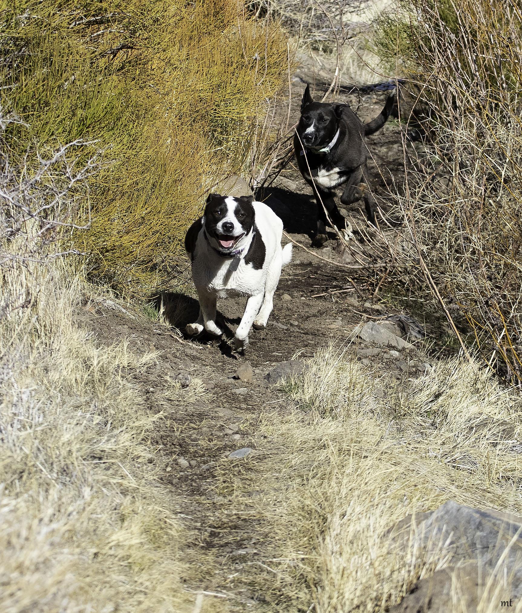 Enlarge Cookie, a Adoptable mixed breed in Washoe Valley, NV image 3/6