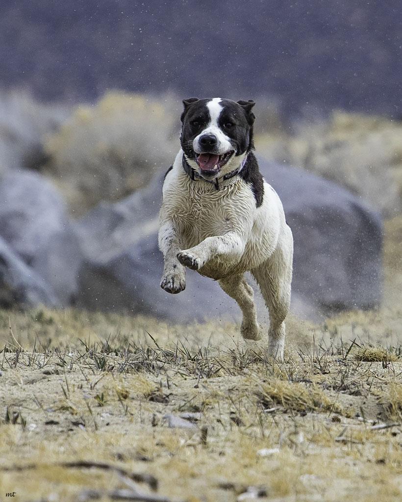 Cookie, a Adoptable mixed breed in Washoe Valley, NV image 2/5