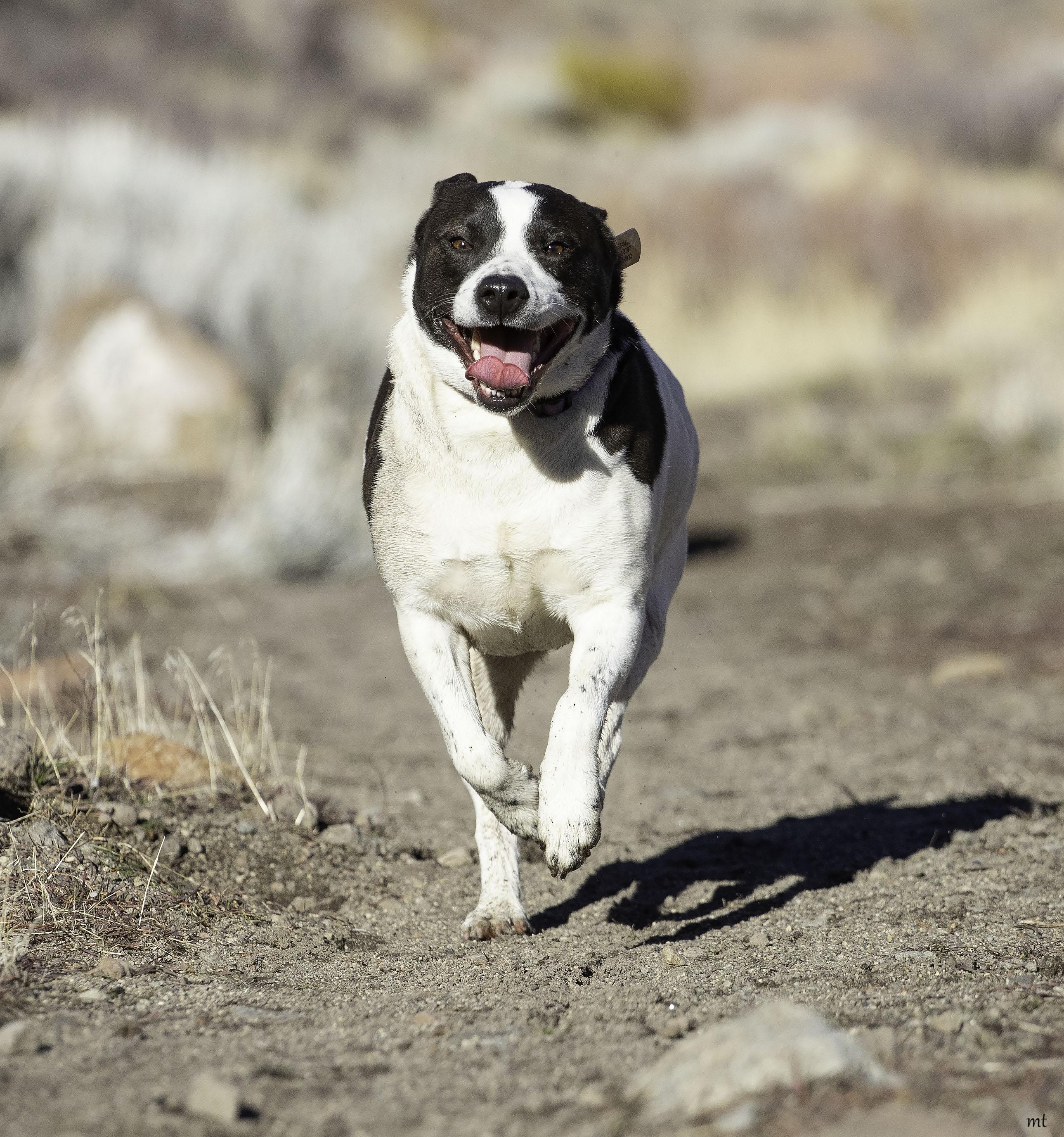 Enlarge Cookie, a Adoptable mixed breed in Washoe Valley, NV image 1/6