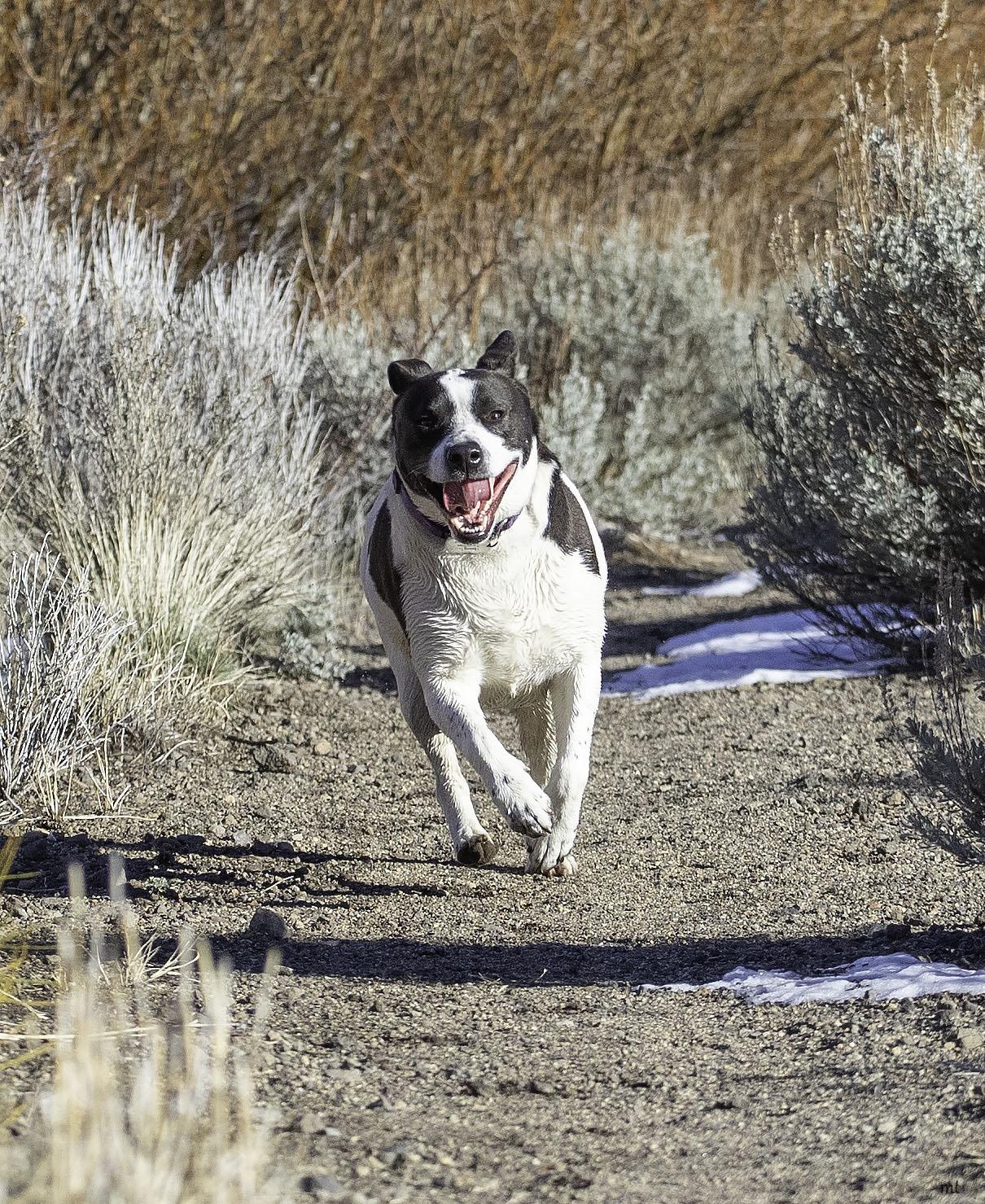 Enlarge Cookie, a Adoptable mixed breed in Washoe Valley, NV image 2/6
