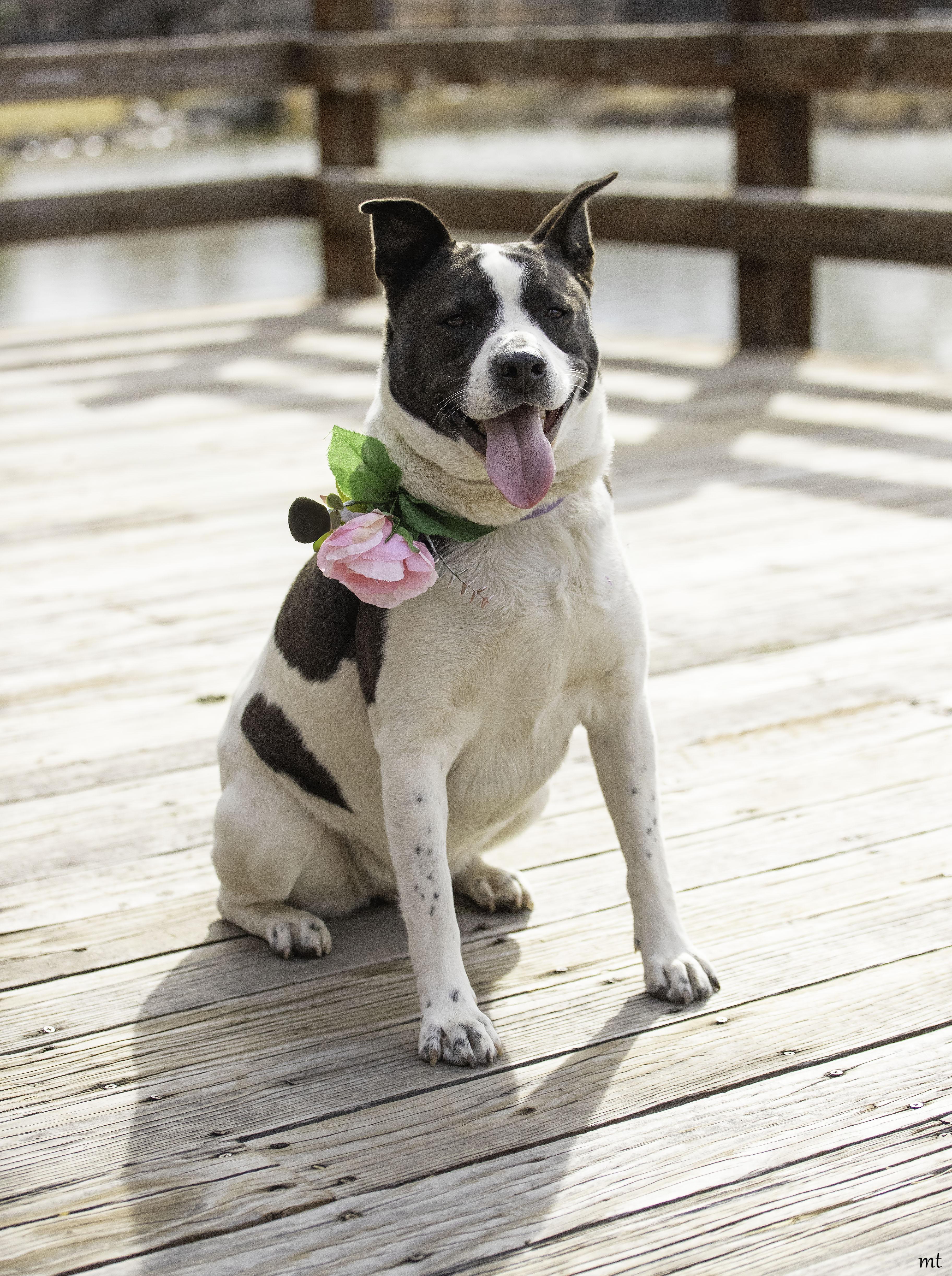 Enlarge Cookie, a Adoptable mixed breed in Washoe Valley, NV image 1/6