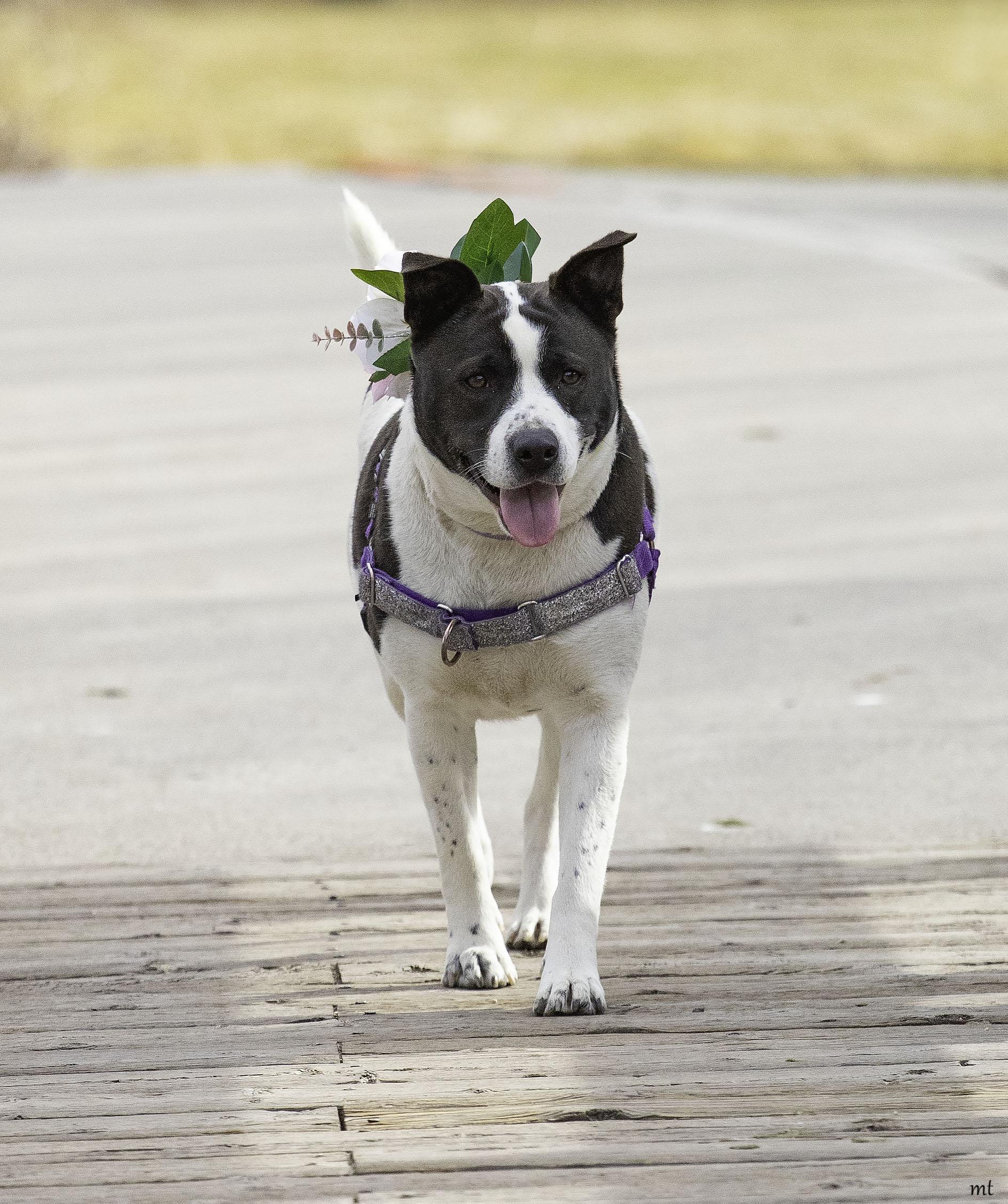 Enlarge Cookie, a Adoptable mixed breed in Washoe Valley, NV image 2/6