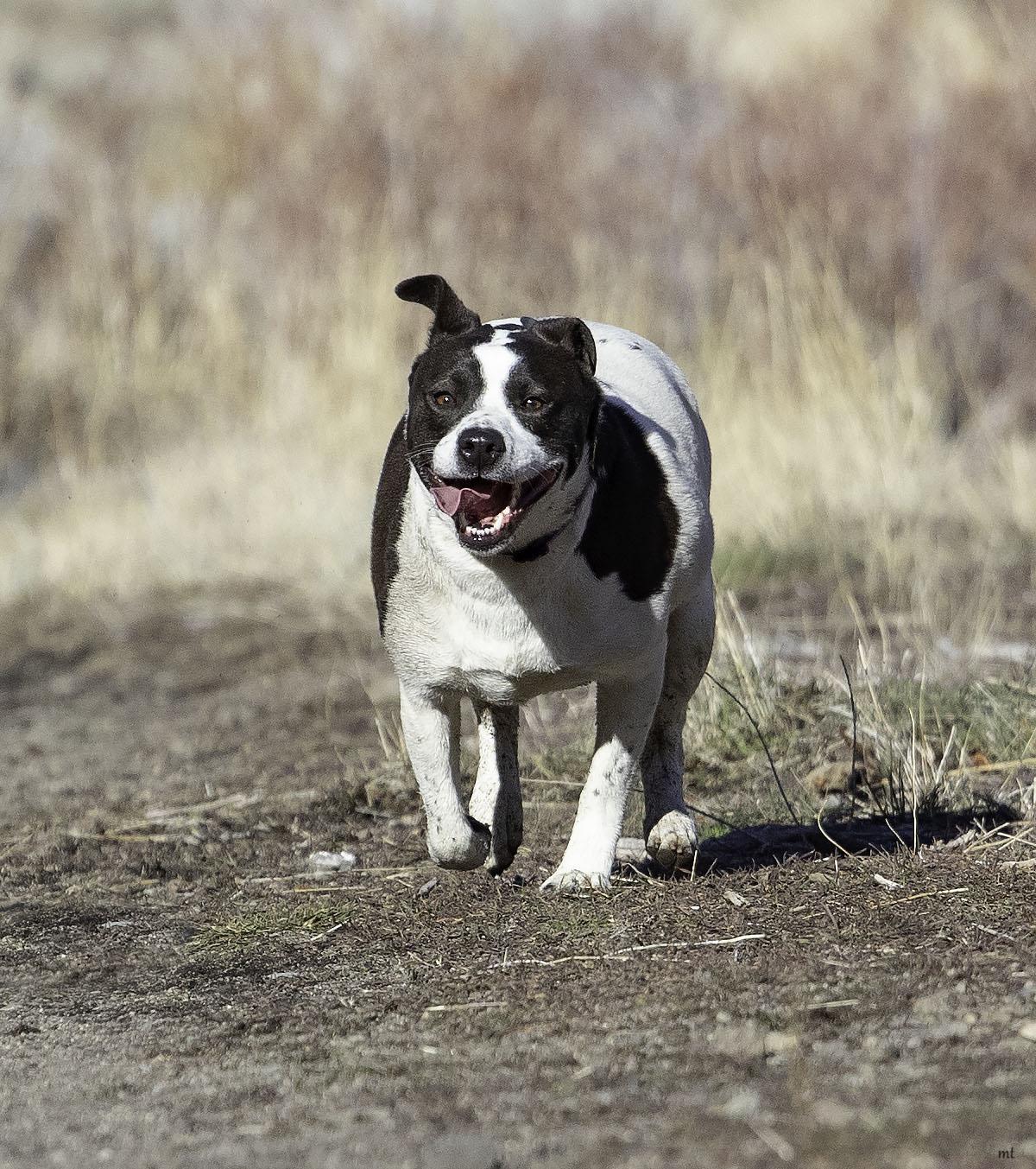 Enlarge Cookie, a Adoptable mixed breed in Washoe Valley, NV image 5/6