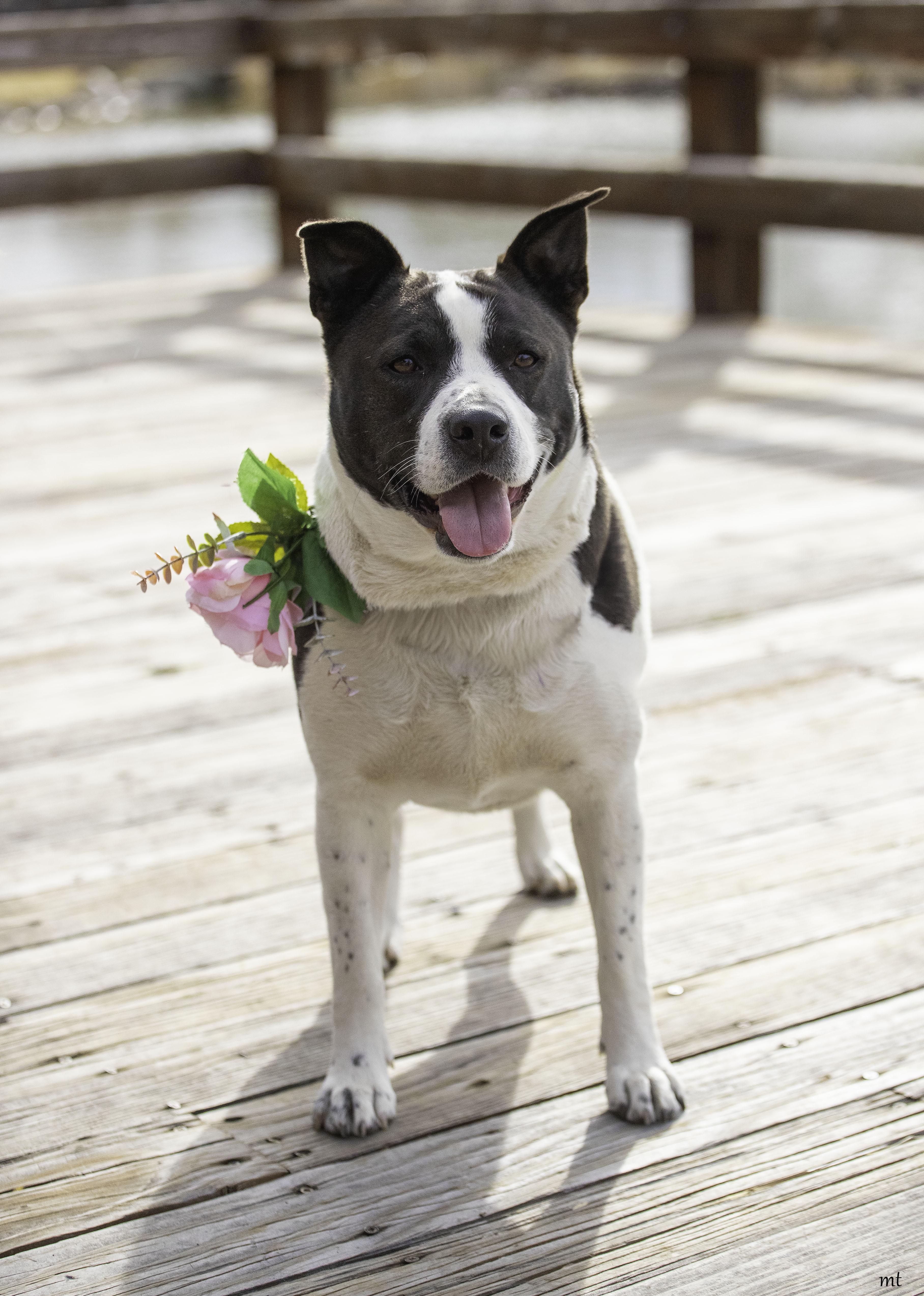 Enlarge Cookie, a Adoptable mixed breed in Washoe Valley, NV image 4/6