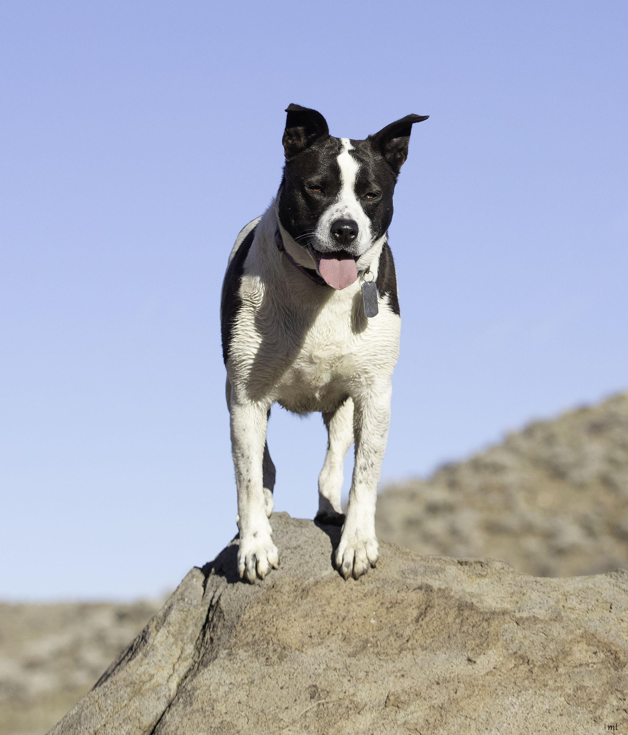 Enlarge Cookie, a Adoptable mixed breed in Washoe Valley, NV image 4/6
