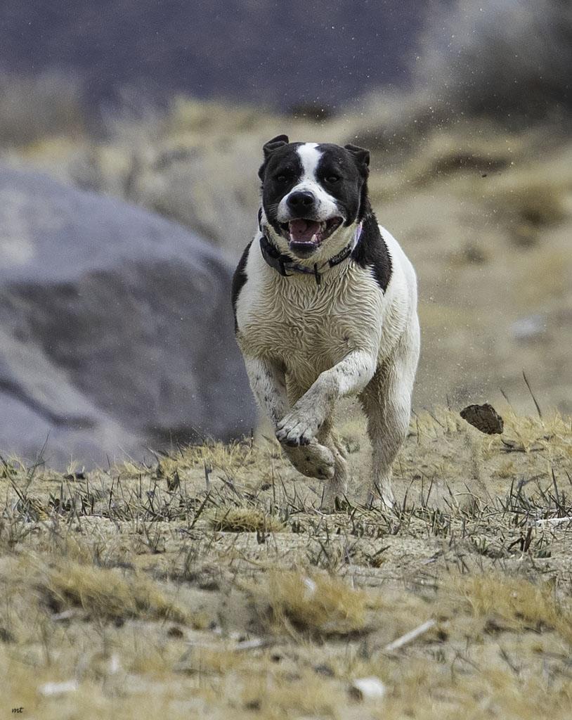 Cookie, a Adoptable mixed breed in Washoe Valley, NV image 3/5