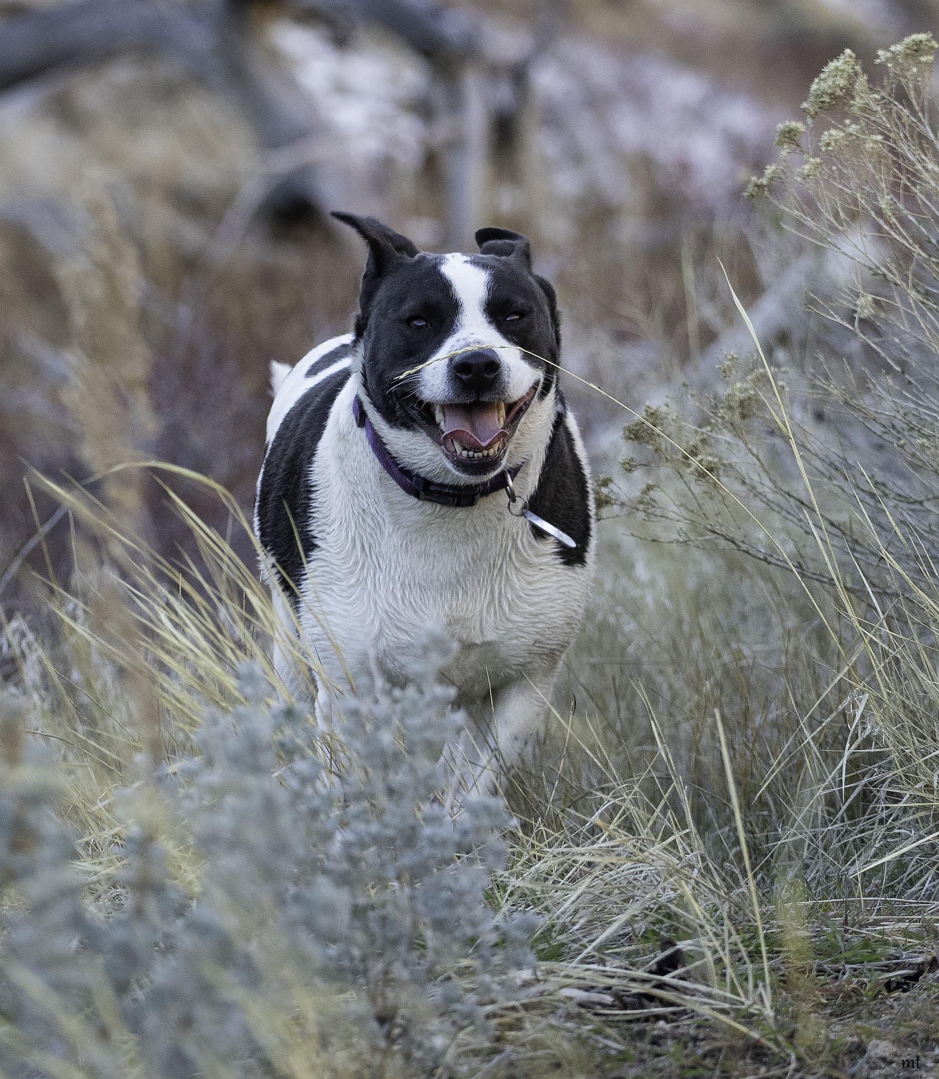 Enlarge Cookie, a Adoptable mixed breed in Washoe Valley, NV image 6/6