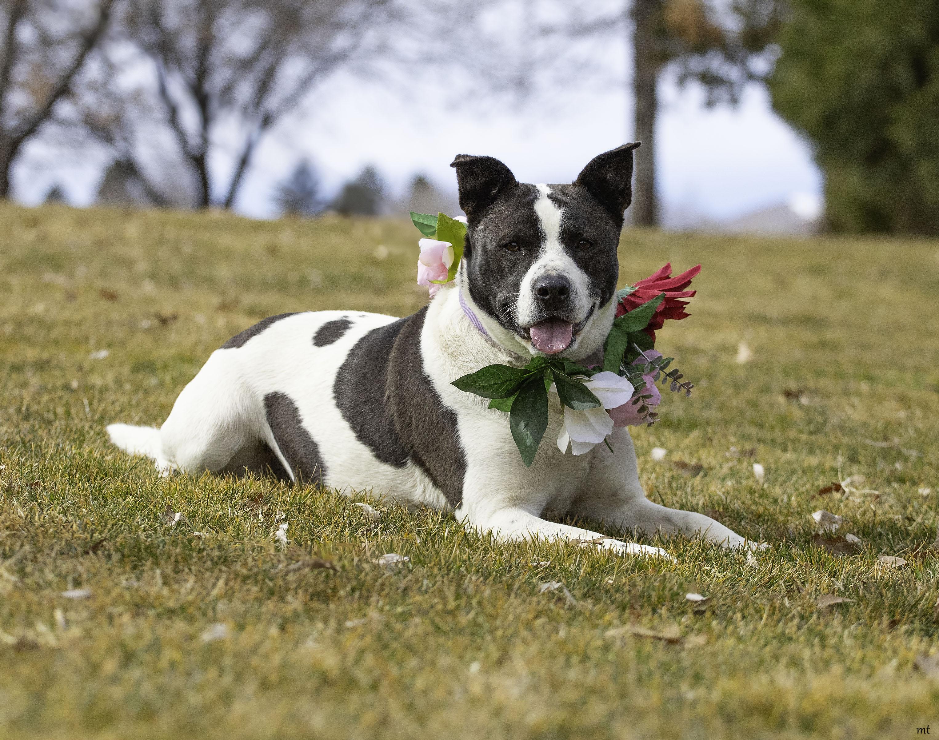 Enlarge Cookie, a Adoptable mixed breed in Washoe Valley, NV image 5/6