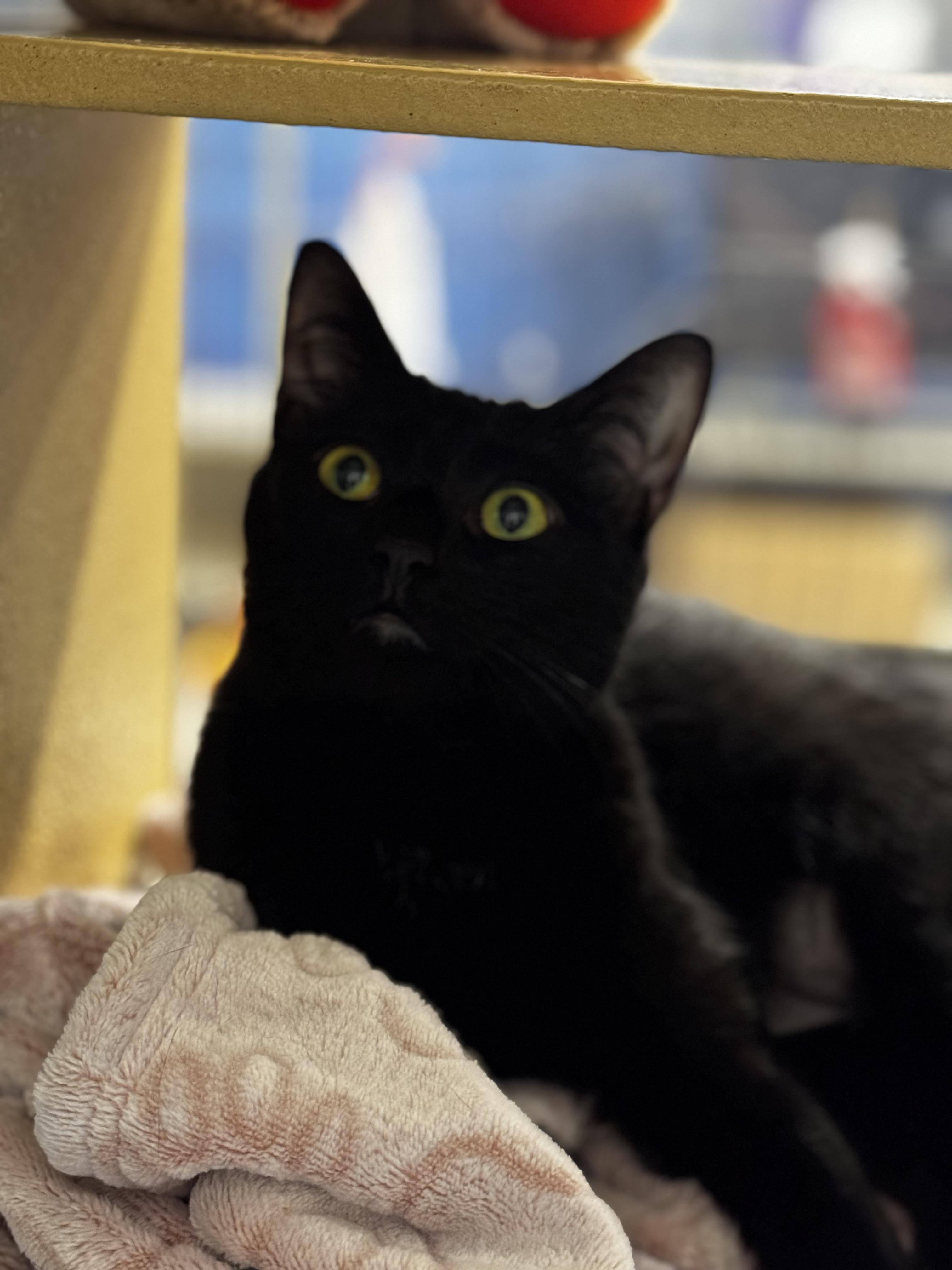 Enlarge Ember, a ADOPTABLE Domestic Short Hair in Auburn, WA image 1/1