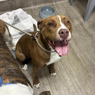 Enlarge Hashbrown, a Adoptable Pit Bull Terrier in Pasadena, CA image 1/1