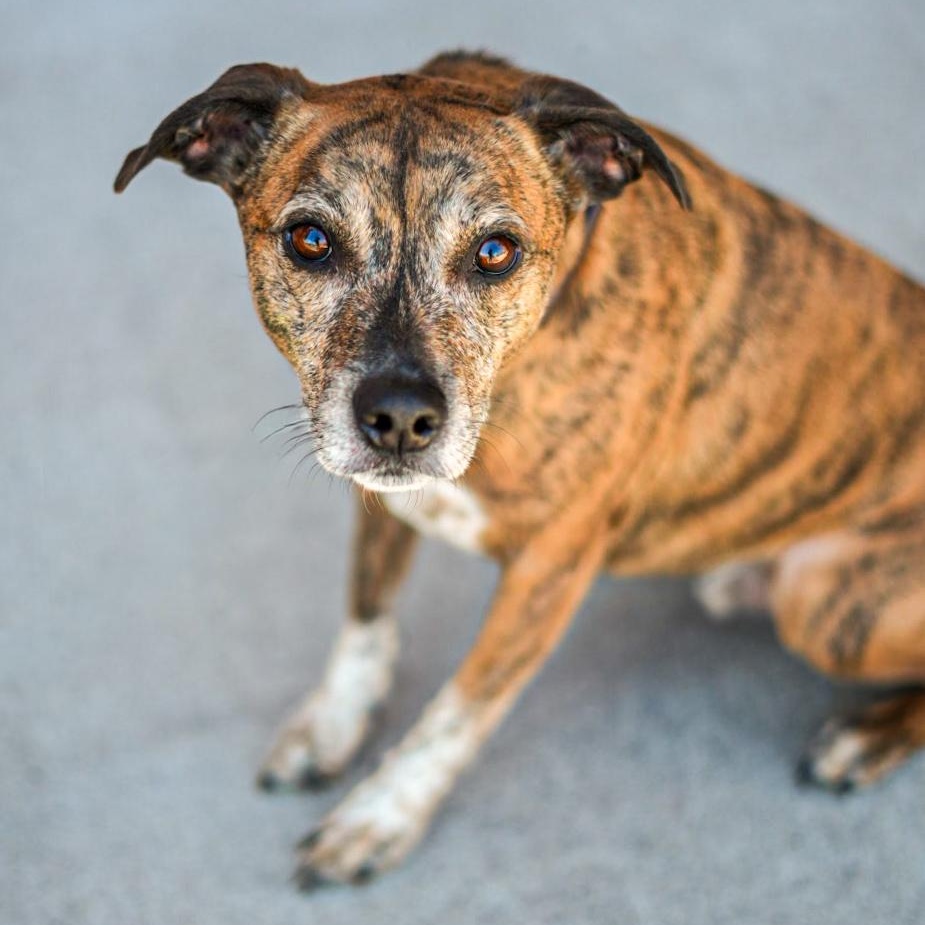 Rusty, ADOPTABLE, Adult Male Mixed Breed.